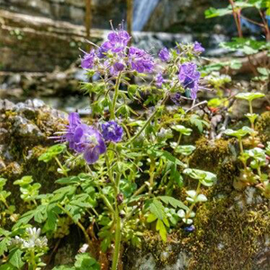 Shirley Miller Wildflower Trail